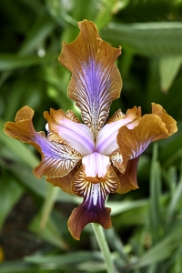 Pamiriris, Iris stolonifera