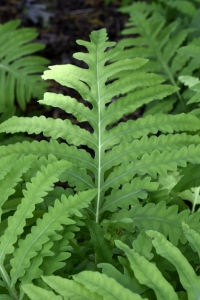 Pärlbråken, Onoclea sensibilis