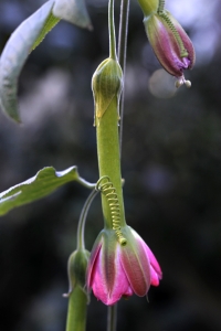 Passiflora tripartita, passionsblomma