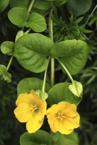Penningblad, Lysimachia nummularia