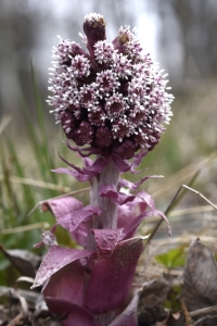 Pestskråp, Petasites hybridus, skråp