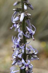 Petromarula pinnata