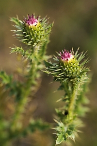 Piggtistel, Carduus acanthoides