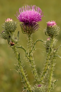 Piggtistel, Carduus acanthoides, tistel, tistlar