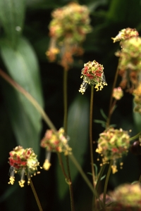 Pimpinell, Sanguisorba minor, Poterium sanguisorba