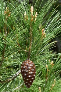 Pinje, Pinus pinea
