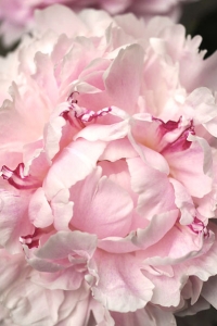 Pion 'Sarah Bernardt', Paeonia lactiflora, Luktpion