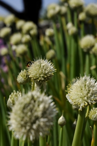Piplök, Allium fistulosum