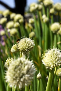 Piplök, Allium fistulosum