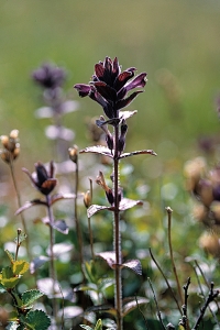 Svarthö,  Bartsia alpina