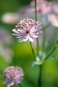 Stjärnflocka, Astrantia major