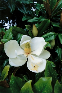 Kungsmagnolia, Magnolia grandiflora