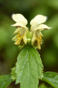 Gulplister, Lamium galeobdolon