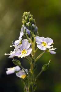 Porslinsveronika, Veronica gentianoides
