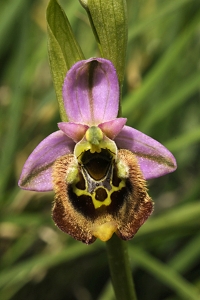 Praktofrys, Ophrys tenthredinifera, Prakt-ofrys, 