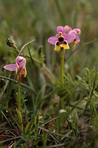 Praktofrys, Ophrys tenthredinifera, Prakt-ofrys, 