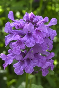 Praktbetonika, Stachys macrantha, Betonica macrantha