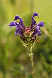 Praktbrunört, Prunella grandiflora