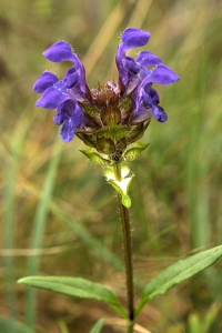 Praktbrunört, Prunella grandiflora