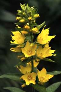 Praktlysing, Lysimachia punctata
