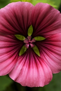 Praktmalva, Malope trifida