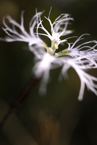 Praktnejlika, Dianthus superbus