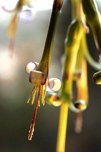 Prästhavre, Billbergia nutans, svenska flaggan