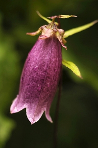 Prickklocka 'Beetroot', Campanula punctata