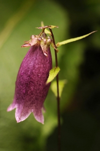 Prickklocka 'Beetroot', Campanula punctata