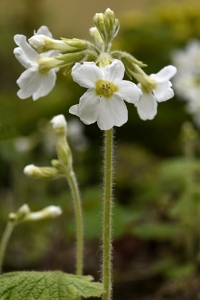 Primula kisoana 'alba'