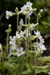 Primula kisoana 'alba'