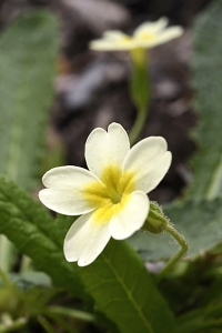 Jordviva, Primula vulgaris