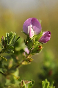 Puktörne, Ononis spinosa ssp. procurrens, ssp. maritima