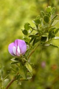 Puktörne, Ononis spinosa ssp. procurrens, ssp. maritima