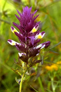 Pukvete, Melampyrum arvense