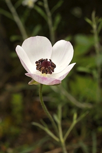 Ranunculus asiaticus, Turban buttercup, Bukettranunkel