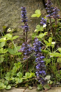 Revsuga, Ajuga reptans