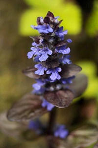 Ajuga reptans