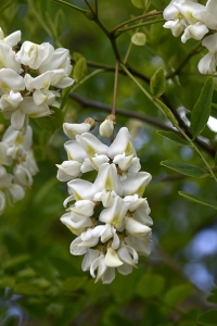 Robinia, Robinia pseudoacacia