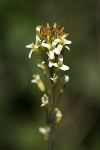 Rockentrav, Arabis glabra, Turritis glabra