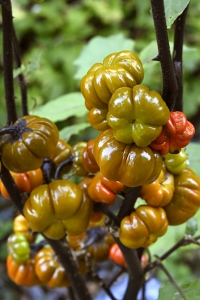 Röd aubergine, Solanum aethiopicum