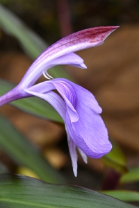 Röd bergingefära, Roscoea purpurea