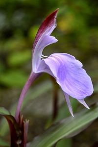 Röd bergingefära, Roscoea purpurea