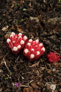 Cistrossnyltare, Cytinus hypocistis, Cytinus ruber