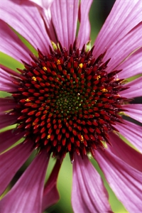Röd rudbeckia, Echinacea purpurea, Röd solhatt