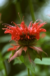 Röd temynta, Monarda didyma