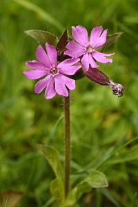 Rödblära, Silene dioica