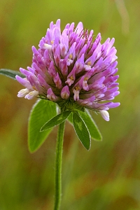 Rödklöver, Trifolium pratense