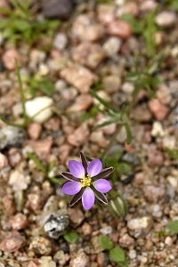 Rödnarv, Spergularia rubra