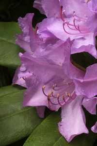 Rododendron, Rhododenron 